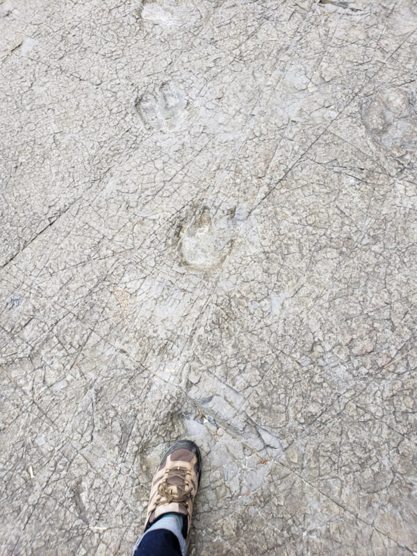 Placing my foot into the dinosaur's footprint