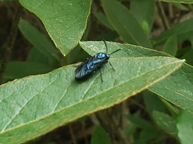 A blue flying insect on a leaf