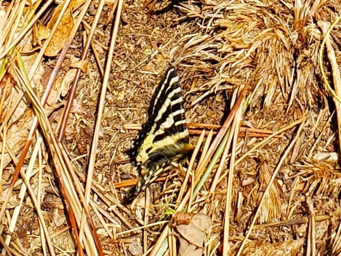 A butterfly with yellow and black markings