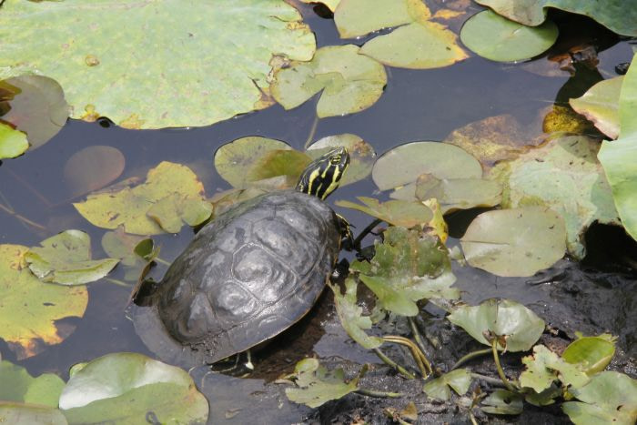 A turtle among lily pads in Korea with yellow markings on its face