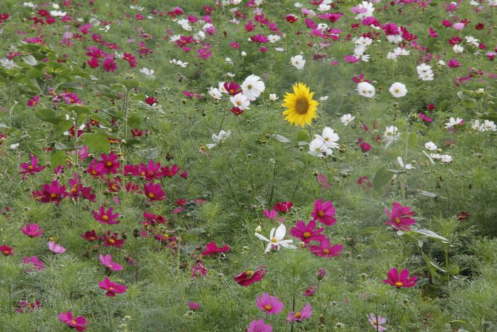 A single sunflower in a field of other flowers