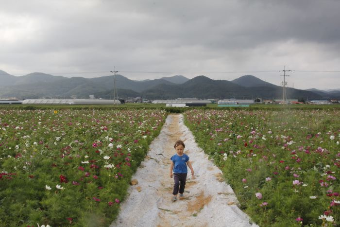 A toddler walking down a path between wild flowers