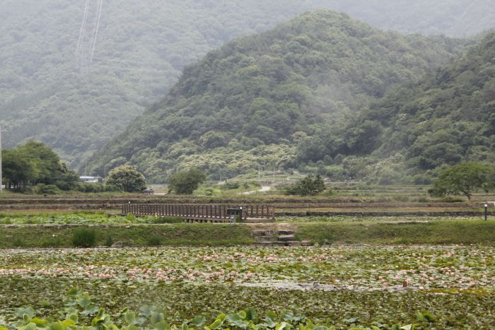 Lily blossoms in a Korean valley
