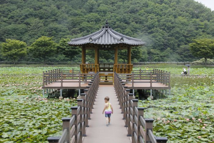 A toddler walking towards a pavilion in a lily pond
