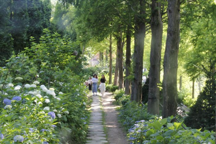 Two women strolling along hydrangea flowers