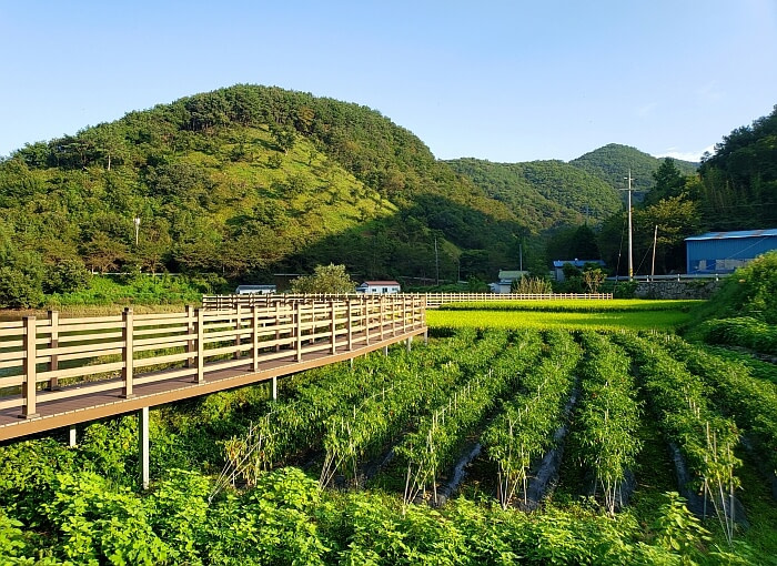 A garden or orchard with a rice paddy along a boardwalk