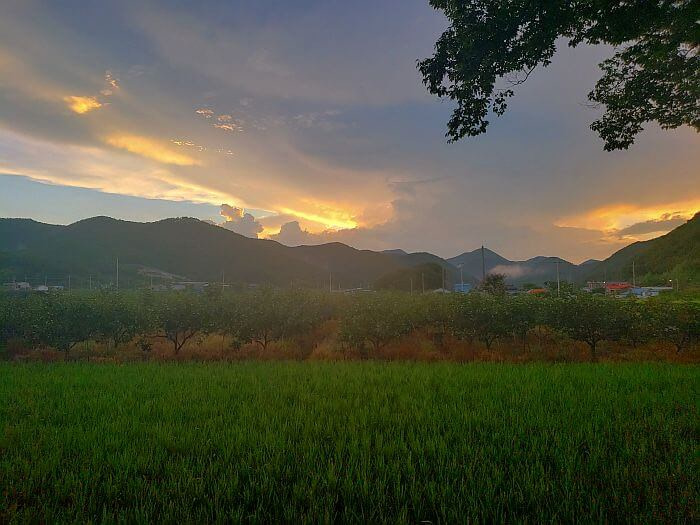 A nice sunset above an orchard and rice growing