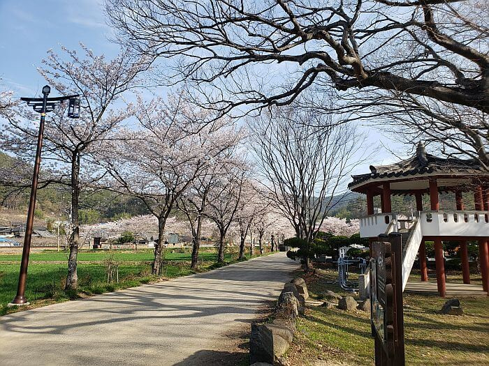 A gazebo with stairs next to a driveway lined with cherry blossom trees