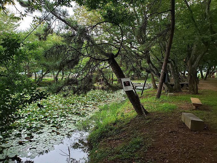 A bench facing the pond with trees growing along the edge and lily pads in the water
