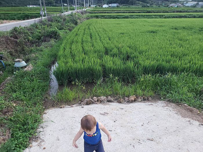 Noah on a tractor ramp at the corner of a rice field