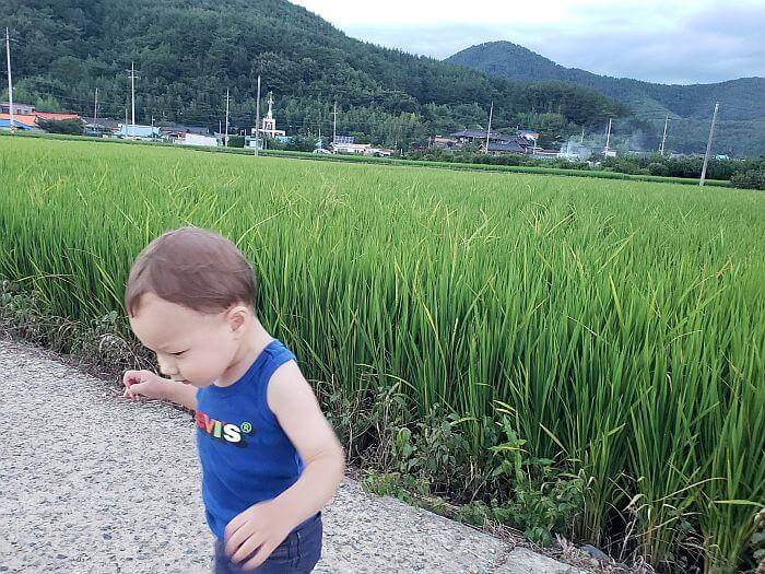 Noah standing next to tall rice plants