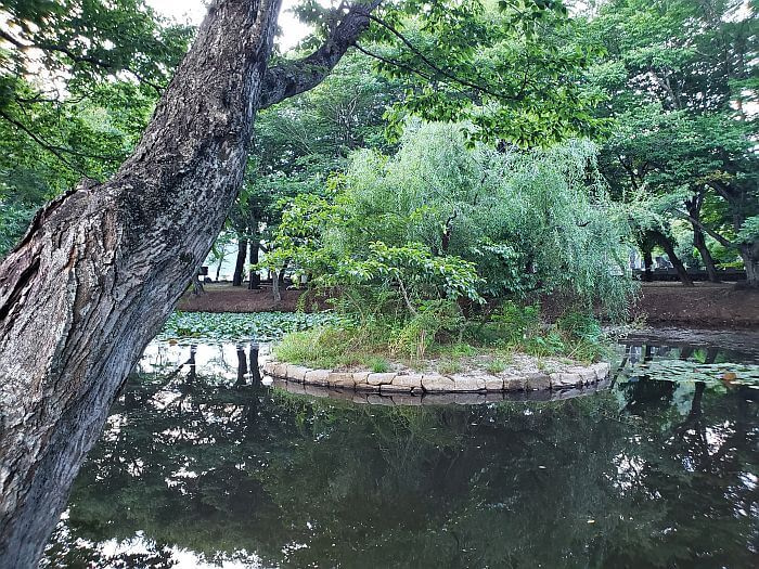A single tree on a small island in a pond