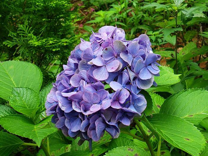 Closeup of a purple hydrangea flower ball