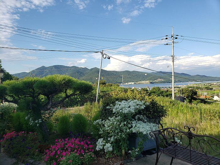 Flowers and a small tree overlooking a nice view next to a bench