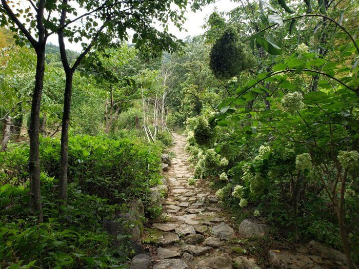 A large hydrangea ball hanging over a stone pathway