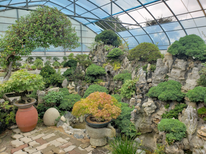 Bonsais growing around the rocks in the greenhouse