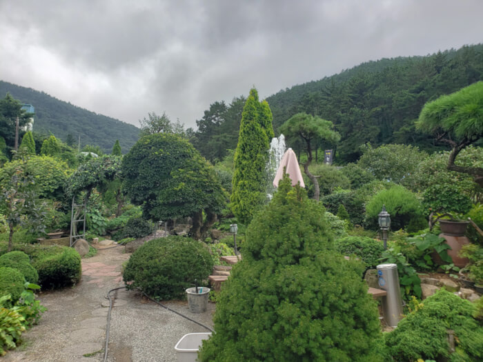 Evergreens growing outside in the garden of Chunhwaui Jeongwon