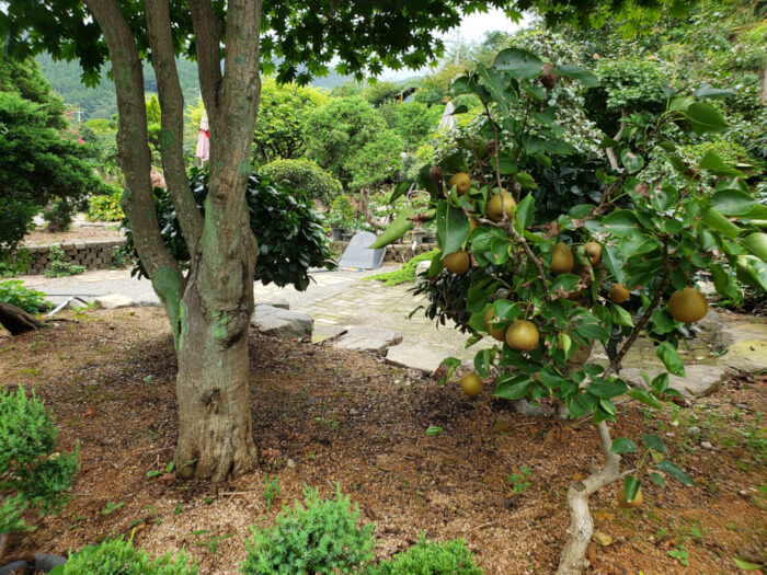 Pear fruit growing on a tree outside