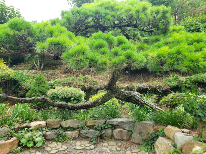 Bright green evergreen needles on a branch growing sideways