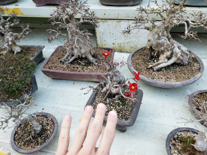 Leafless bonsai with red flowers