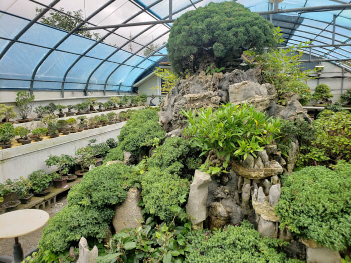 Large rocky setup inside the greenhouse with plants growing out of it