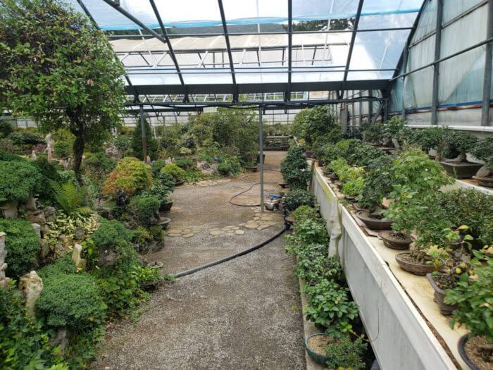 Rows of green bonsai trees in one of the greenhouses