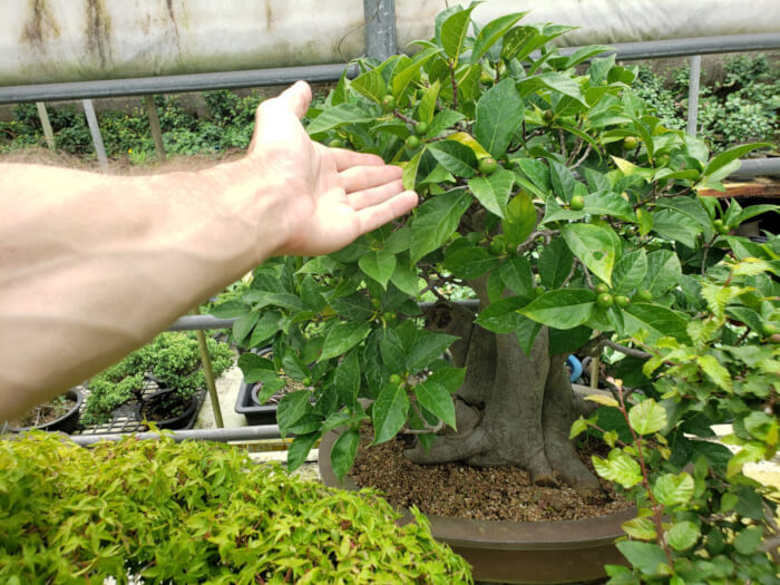 Small green fruit growing on a bonsai tree