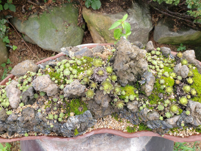 Small shrubs growing in crevices of a rock