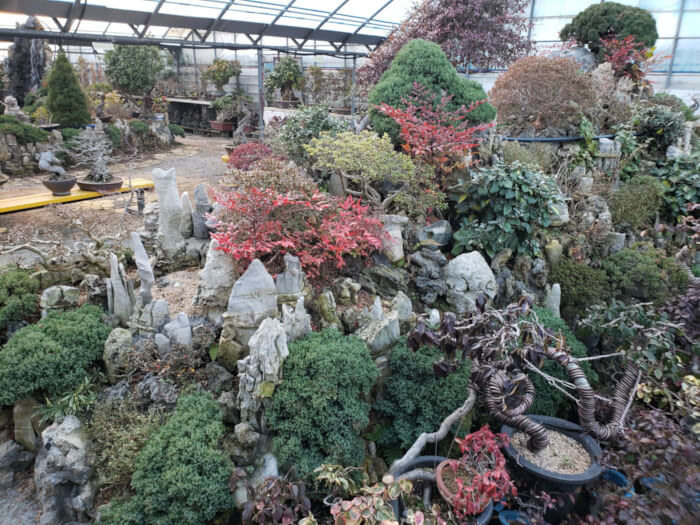 Large rocky setup inside the greenhouse with plants growing out of it in winter
