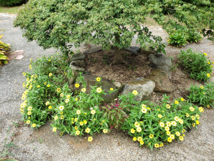 Yellow flowers growing at the base of a bonsai