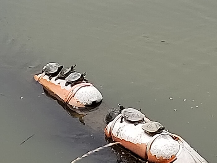 Turtles sitting on floating things in the water