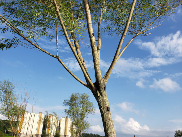 A handful of cicadas clinging to a small tree