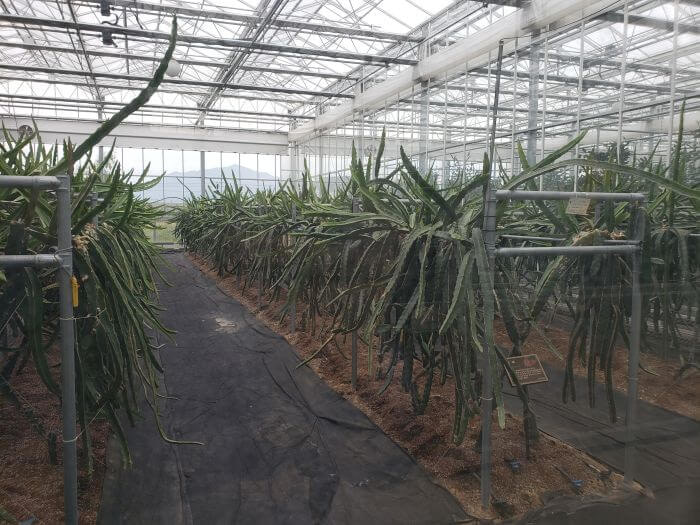Rows of aloe growing inside a greenhouse
