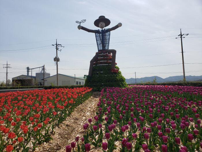 The front side of the large scarecrow with red and purple tulips