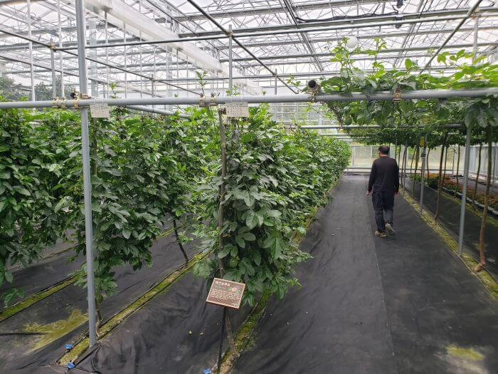 Passion fruit growing in a greenhouse