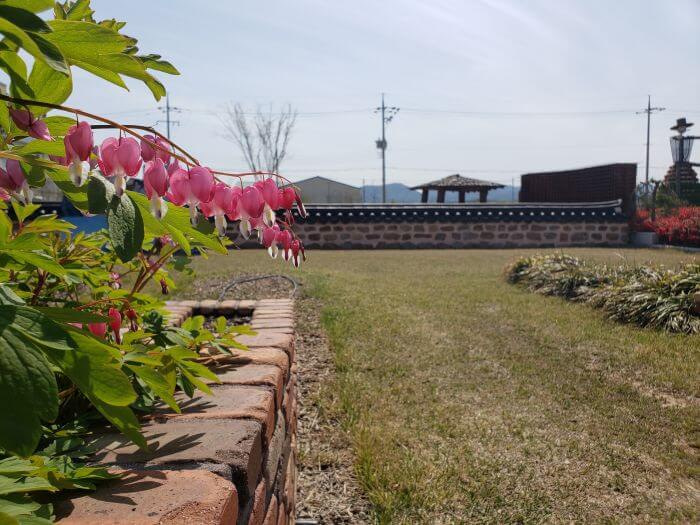 A pink and white flowering plant in the healing herb garden