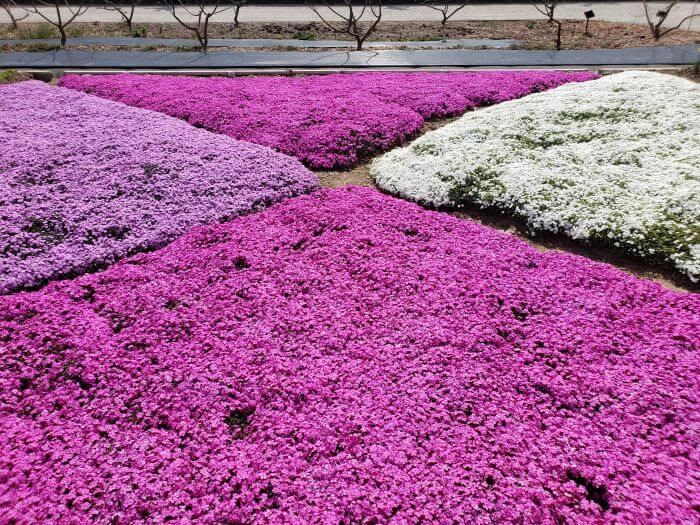 White, pink, and purple clover flowers in triangle patterns to form a square