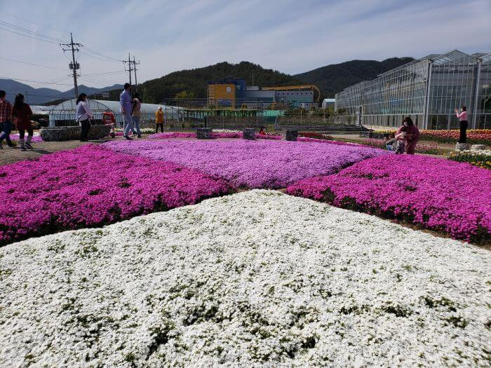 White, pink, and purple clover flowers in triangle patterns to form a square