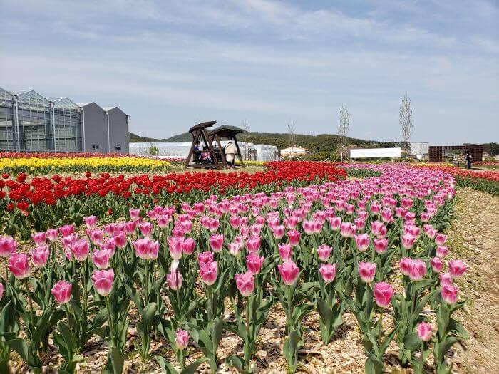 Pink tulips with white tips and wooden swings in the middle
