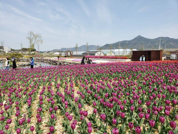 Many purple tulips near the small pond