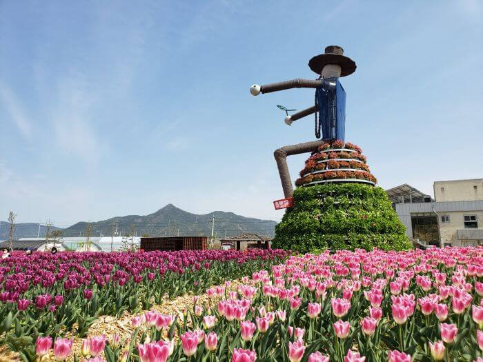 Scarecrow among pink and purple tulips with Mt. Georyusan in the background