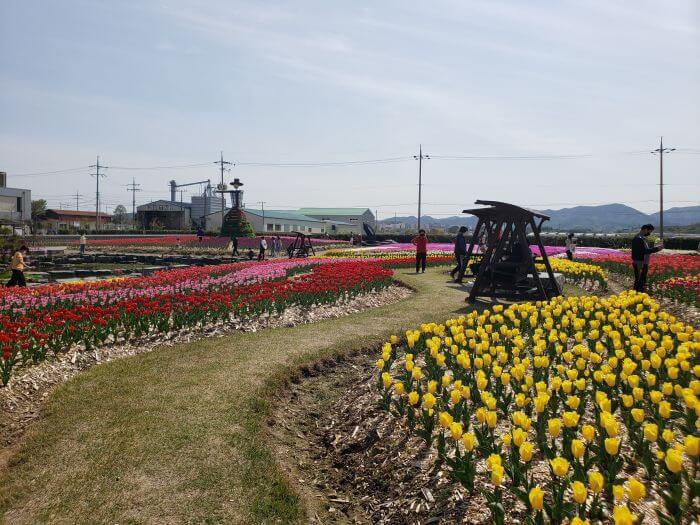Wooden swings on a grassy path between rows of tulips
