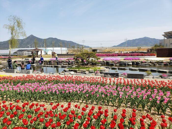 Rows of different colors of tulips around a small pond with a mountainous background
