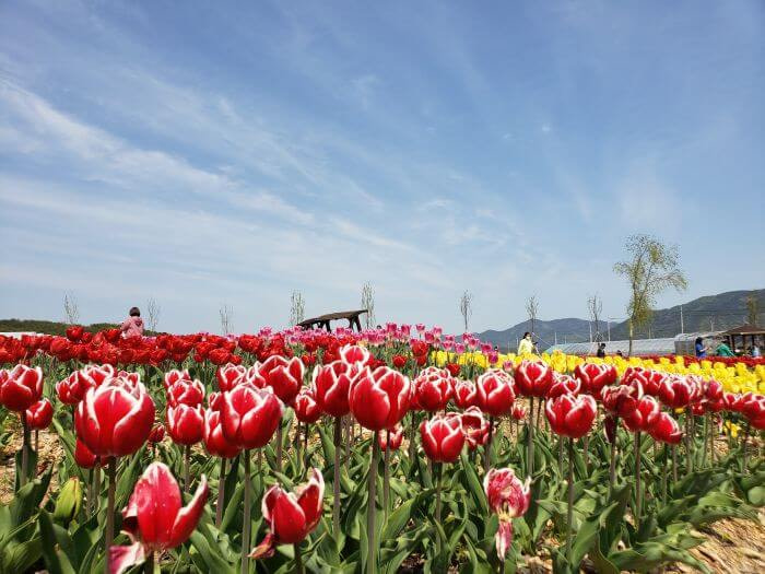 Red tulips with white tips