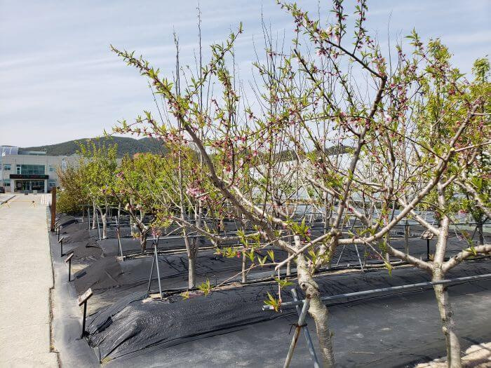 Rows of fruit trees in the experimental crop section