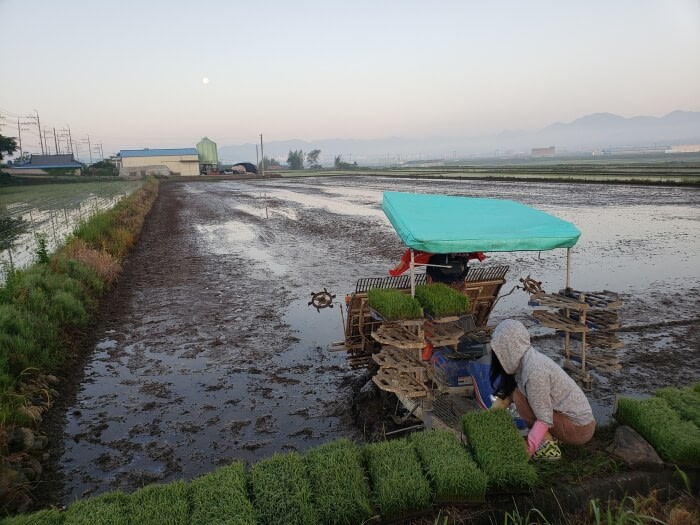My wife Alice loading trays of rice onto the rice tractor on the edge of the muddy rice field while the moon is still shining above misty mountains in Goseong