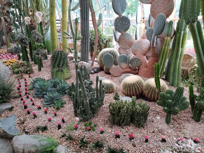 A variety of cacti growing in the sunshine in the botanical garden