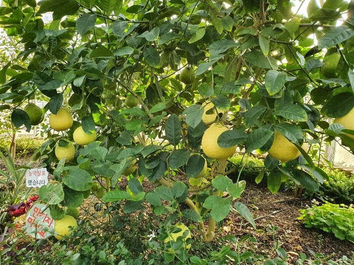 Jamong grapefruit growing in the botanical garden