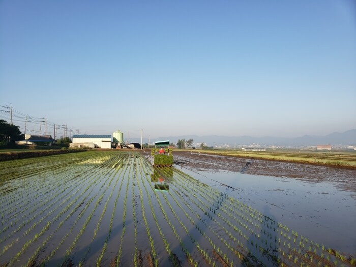 The rice field more than halfway planted with long shadows cast along the water between the rows of rice with the tractor in the middle of the field