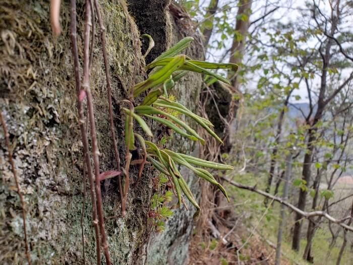 A finger-like growth, sticking out from the side of a rock
